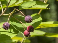 Amelanchier lamarckii 39, Amerikaans krentenboompje, Saxifraga-Jan van der Straaten