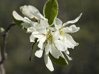 Amelanchier ovalis 10, Europees krentenboompje, Saxifraga-Marijke Verhagen