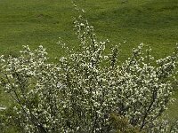 Amelanchier ovalis 12, Europees krentenboompje, Saxifraga-Jan van der Straaten