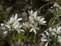 Amelanchier ovalis 13, Europees krentenboompje, Saxifraga-Willem van Kruijsbergen