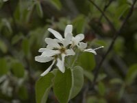 Amelanchier ovalis 20, Europees krentenboompje, Saxifraga-Willem van Kruijsbergen