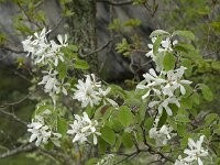 Amelanchier ovalis 21, Europees krentenboompje, Saxifraga-Willem van Kruijsbergen