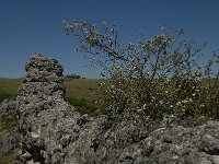 Amelanchier ovalis 22, Europees krentenboompje, Saxifraga-Jan van der Straaten