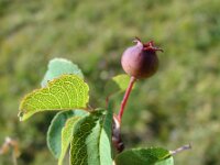 Amelanchier ovalis 23, Europees krentenboompje, Saxifraga-Jasenka Topic