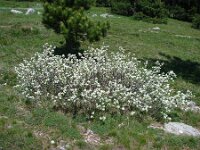 Amelanchier ovalis 24, Europees krentenboompje, Saxifraga-Jasenka Topic