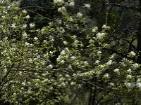 Amelanchier ovalis 25, Europees krentenboompje, Saxifraga-Jan van der Straaten