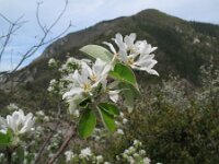 Amelanchier ovalis 26, Europees krentenboompje, Saxifraga-Rutger Barendse