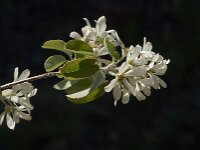 Amelanchier ovalis 28, Europees krentenboompje, Saxifraga-Jan van der Straaten
