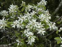 Amelanchier ovalis 29, Europees krentenboompje, Saxifraga-Willem van Kruijsbergen