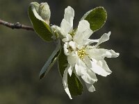 Amelanchier ovalis 3, Europees krentenboompje, Saxifraga-Marijke Verhagen