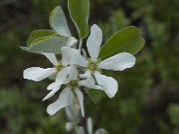 Amelanchier ovalis 32, Europees krentenboompje, Saxifraga-Willem van Kruijsbergen