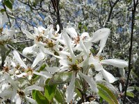Amelanchier ovalis 35, Europees krentenboompje, Saxifraga-Rutger Barendse
