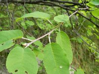 Amelanchier ovalis 37, Europees krentenboompje, Saxifraga-Rutger Barendse