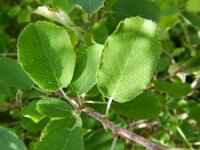 Amelanchier ovalis 38, Europees krentenboompje, Saxifraga-Rutger Barendse