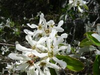 Amelanchier ovalis 39, Europees krentenboompje, Saxifraga-Rutger Barendse
