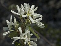 Amelanchier ovalis 4, Europees krentenboompje, Saxifraga-Jan van der Straaten