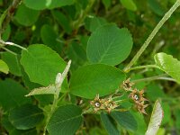Amelanchier ovalis 41, Europees krentenboompje, Saxifraga-Rutger Barendse