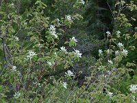 Amelanchier ovalis 6, Europees krentenboompje, Saxifraga-Willem van Kruijsbergen
