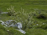 Amelanchier ovalis 7, Europees krentenboompje, Saxifraga-Jan van der Straaten