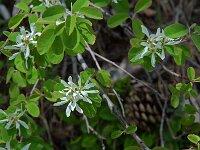 Amelanchier ovalis 9, Europees krentenboompje, Saxifraga-Willem van Kruijsbergen