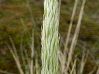 Ammophila arenaria 11, Helm, Saxifraga-Rutger Barendse