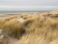 Duinen Westenschouwen in winter  North Sea dunes of Westenschouwen, Zeeland, Netherlands : dune,dunes,sand,sandy,North Sea, sea,coast, winter,grass beach, Dutch, Holland, Netherlands