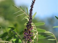 Amorpha fruticosa 1, Saxifraga-Jasenka Topic