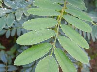 Amorpha fruticosa 8, Indigostruik, Saxifraga-Rutger Barendse