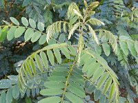 Amorpha fruticosa 9, Indigostruik, Saxifraga-Rutger Barendse