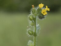 Amsinckia micrantha 10, Kleinbloemige amsinckia, Saxifraga-Willem van Kruijsbergen