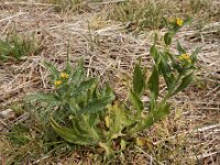 Amsinckia micrantha 13, Kleinbloemige amsinckia, Saxifraga-Ed Stikvoort