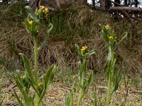 Amsinckia micrantha 18, Kleinbloemige amsinckia, Saxifraga-Ed Stikvoort