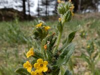 Amsinckia micrantha 19, Kleinbloemige amsinckia, Saxifraga-Ed Stikvoort