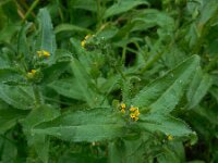 Amsinckia micrantha 21, Kleinbloemige amsinckia, Saxifraga-Ed Stikvoort