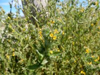 Amsinckia micrantha 5, Kleinbloemige amsinckia, Saxifraga-Peter Meininger