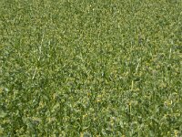 Amsinckia micrantha 8, Kleinbloemige amsinckia, Saxifraga-Willem van Kruijsbergen