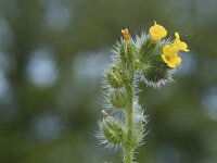 Amsinckia micrantha 9, Kleinbloemige amsinckia, Saxifraga-Willem van Kruijsbergen