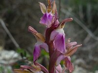 Anacamptis collina 19, Heuvelorchis, Saxifraga-Ed Stikvoort