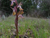 Anacamptis collina 23, Heuvelorchis, Saxifraga-Ed Stikvoort : s10 cyprus