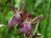 Anacamptis collina 24, Heuvelorchis, Saxifraga-Ed Stikvoort