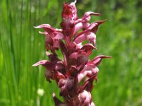 Anacamptis coriophora 19, Wantsenorchis, Saxifraga-Kees Laarhoven