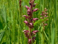 Anacamptis coriophora 2, Wantsenorchis, Saxifraga-Ed Stikvoort