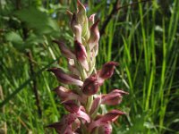 Anacamptis coriophora 22, Wantsenorchis, Saxifraga-Rutger Barendse