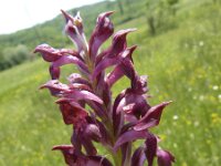 Anacamptis coriophora 23, Wantsenorchis, Saxifraga-Jasenka Topic