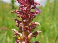 Anacamptis coriophora 3, Wantsenorchis, Saxifraga-Ed Stikvoort