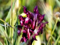 Anacamptis coriophora 33, Wantsenorchis, Saxifraga-Bart Vastenhouw
