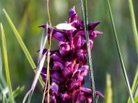 Anacamptis coriophora 34, Wantsenorchis, Saxifraga-Bart Vastenhouw