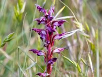 Anacamptis coriophora 35, Wantsenorchis, Saxifraga-Bart Vastenhouw