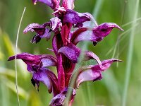 Anacamptis coriophora 36, Wantsenorchis, Saxifraga-Bart Vastenhouw