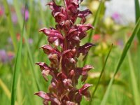 Anacamptis coriophora 5, Wantsenorchis, Saxifraga-Ed Stikvoort